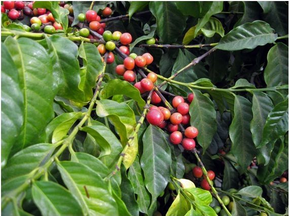 Đắk Lắk: Sản xuất cà phê bền vững ứng phó với biến đổi khí hậu 