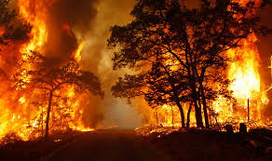 Nhiệt độ cao gây nguy cơ cháy rừng